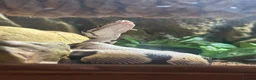 Python Snake reptiles for sale: Pastel ball python in Wigan - Advert 4
