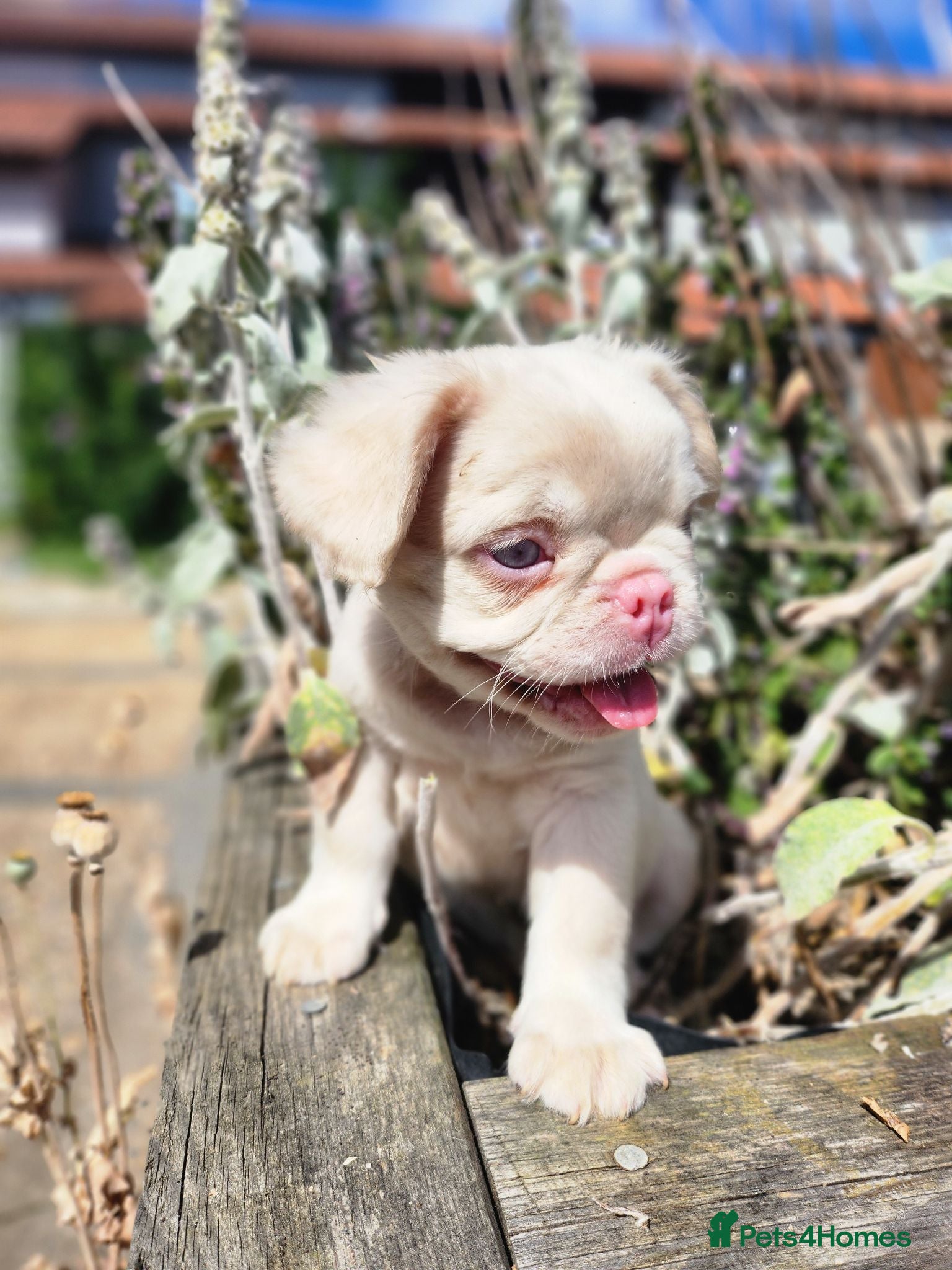 French Bulldog dogs Beautiful Rare Fluffy French Bulldogs  - Advert 5