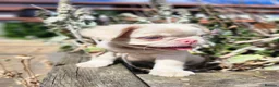 French Bulldog dogs for sale: Beautiful Rare Fluffy French Bulldogs  - Advert 1