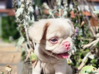 French Bulldog dogs Beautiful Rare Fluffy French Bulldogs - Advert 5