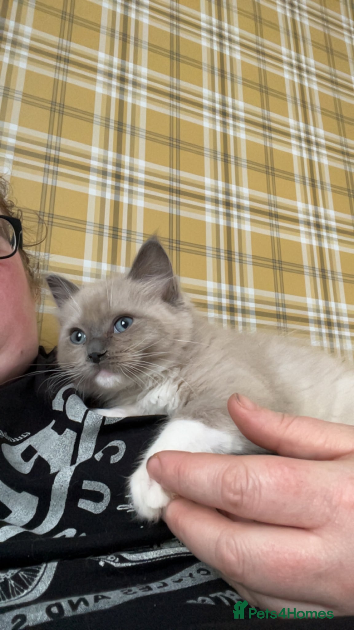 Ragdoll cats Full Pedigree ragdoll male kitten  - Advert 1