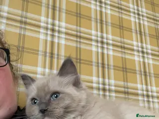 Ragdoll cats Full Pedigree ragdoll male kitten - Advert 1