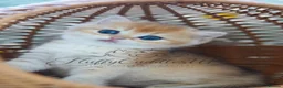 British Shorthair cats for sale: TICA registered golden pedigree kittens  - Advert 18