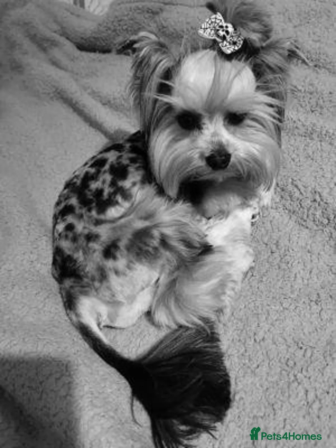 Yorkshire Terrier dogs for sale: little lady needs a new home in Edinburgh - Advert 2