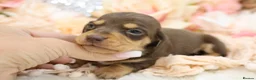 Miniature Dachshund dogs for sale: KC Miniature Dachshund Puppies - Advert 9