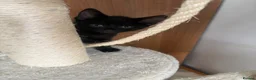 Mixed Breed cats for sale: 3 black kittens (boys) - Advert 11