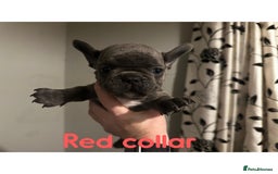 French Bulldog dogs for sale: French bulldog pups ready 27th October!  - Image 8