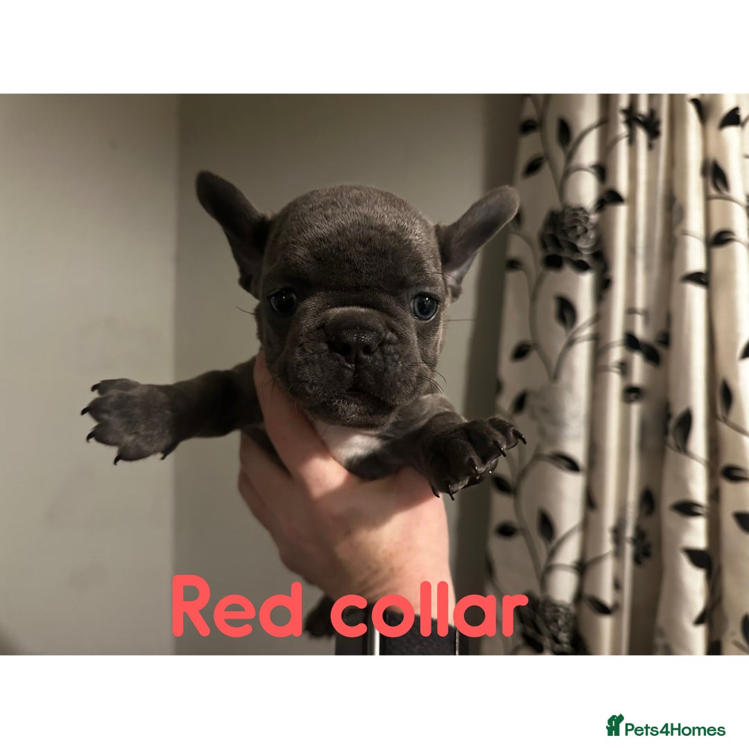 French Bulldog dogs for sale: French bulldog pups ready 27th October!  - Image 8