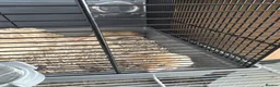 Gerbil rodents for sale: Fat tail gerbils  in Canvey Island - Advert 3
