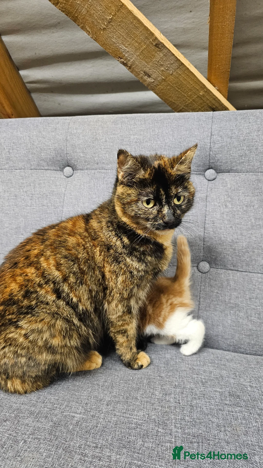 Mixed Breed cats for sale: 6 Gorgeous Kittens for Sale - Advert 9