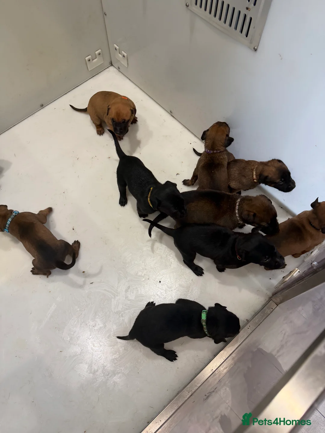 Mixed Breed dogs for sale: WORKING LINE BULLHERDER DOGS FOR SALE  in Preston - Advert 2