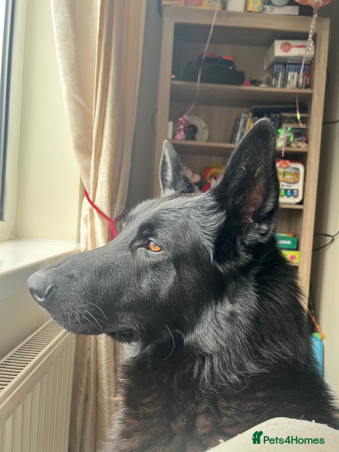 German Shepherd dogs for stud: German shepherd stud - Image 9