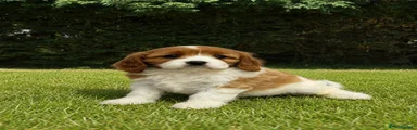 Cavapoochon 5