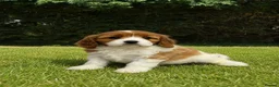 Cavapoochon dogs for sale: Beautiful Cavapoochon Puppies  - Advert 5