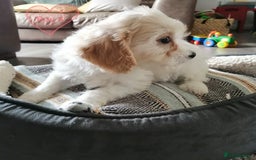 Cavachon dogs for sale: Cavachon Puppies - Image 21