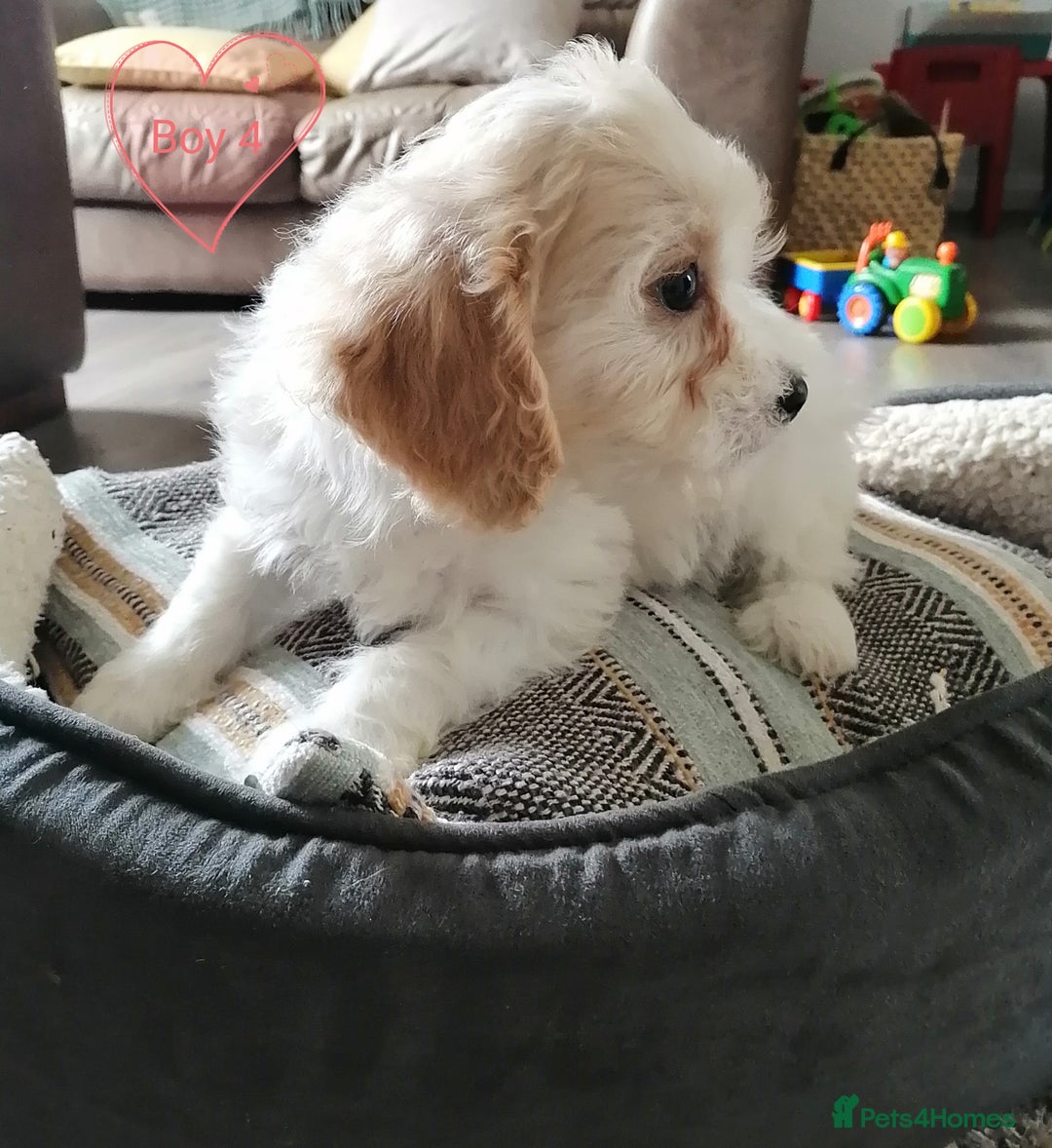 Cavachon dogs for sale: Cavachon Puppies - Image 21