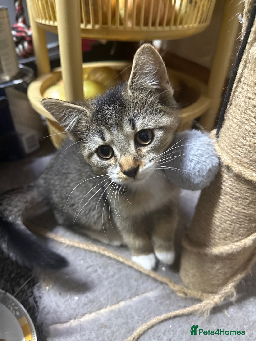 Domestic Shorthair cats for sale: 4 beautiful domestic shorthairs for sale  - Image 4