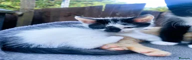 White and Black female