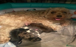 Cavapoo dogs for sale: Stunning cavapoo puppies  - Image 1