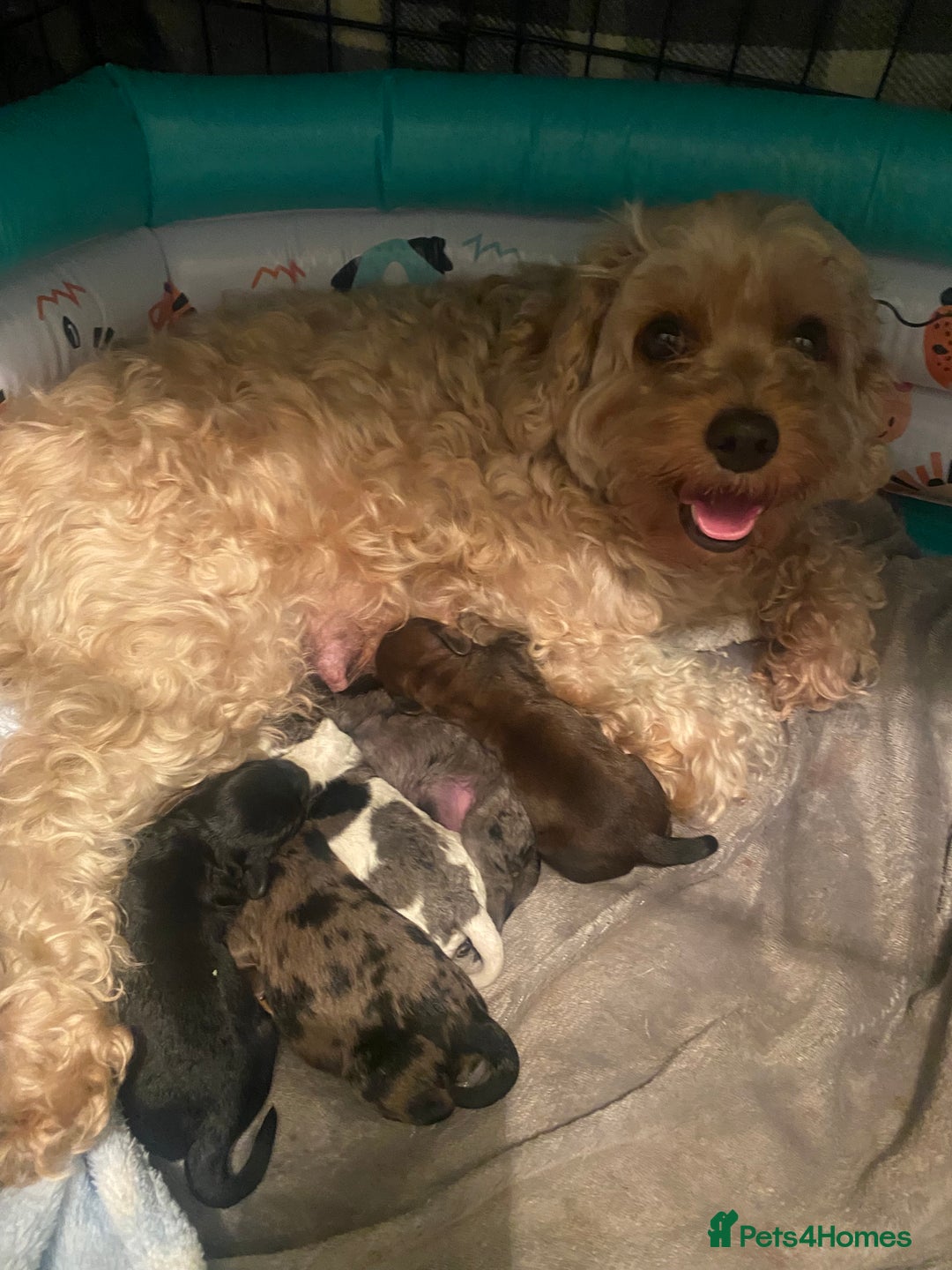 Cavapoo dogs for sale: Stunning cavapoo puppies  - Image 1