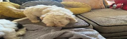 Mixed Breed dogs for sale: Puppies hair don’t fall out look like cocker poo  - Advert 2