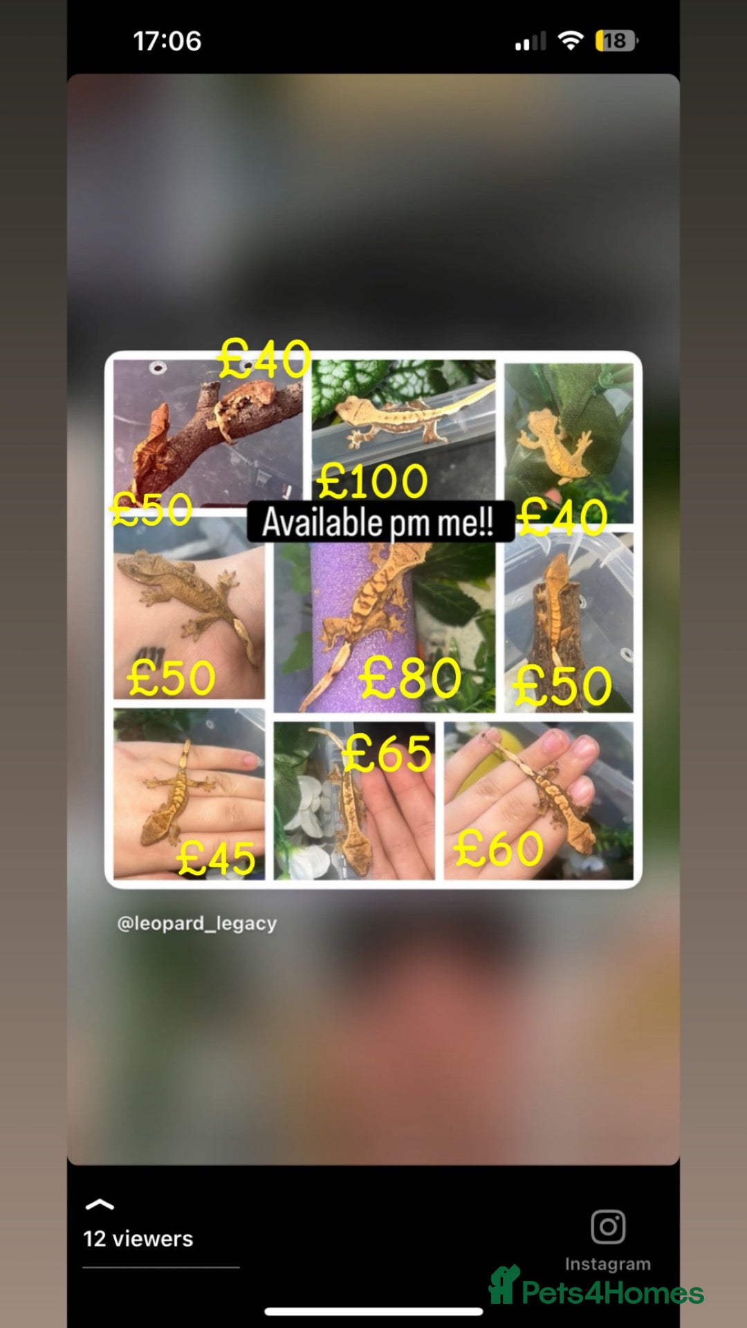 Gecko reptiles A range of leopard gecko and crested gecko babies - Advert 11