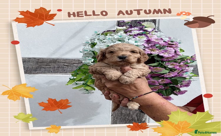 Cockapoo dogs - Advert 3