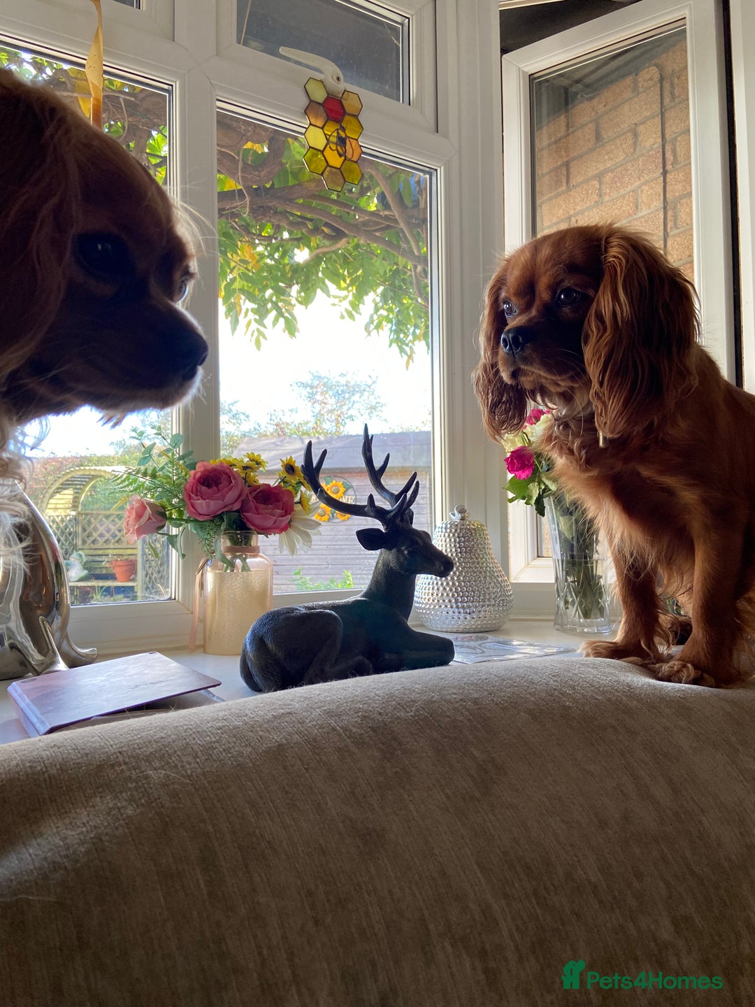 Cavalier King Charles Spaniel dogs for sale: Exceptional, ruby pure bred Cavaliers - Advert 1