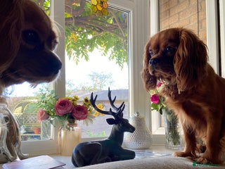 Cavalier King Charles Spaniel dogs Exceptional, ruby pure bred Cavaliers - Advert 1