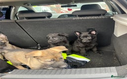 German Shepherd dogs for sale: READY NOW CZECH LINE GERMAN SHEPHERD PUPPIES!! - Image 5