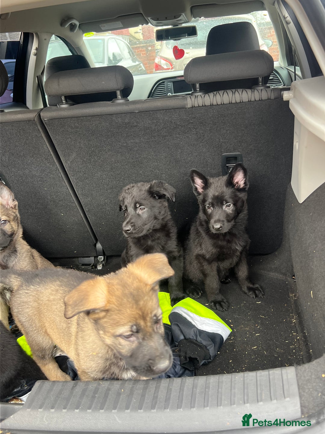 German Shepherd dogs for sale: READY NOW CZECH LINE GERMAN SHEPHERD PUPPIES!! - Image 5