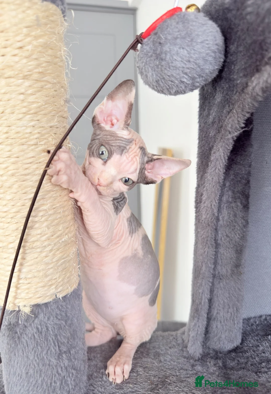 Sphynx cats for sale: Adorable sphynx kittens❤️ - Advert 22