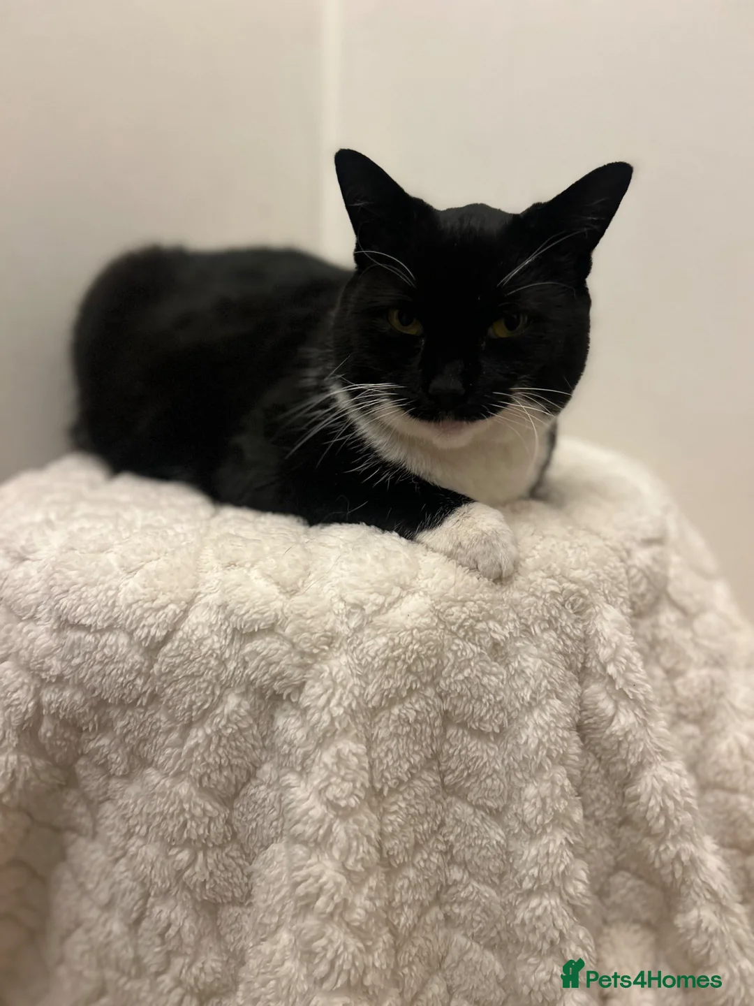 Domestic Shorthair cats for sale: 🐾 Loving Home Needed for Sweet Tuxedo Cat 🐾 - Advert 3