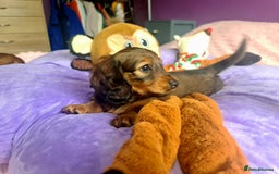 Dachshund dogs for sale: Last one beautiful long-haired dachshunds girl 😍 - Image 5