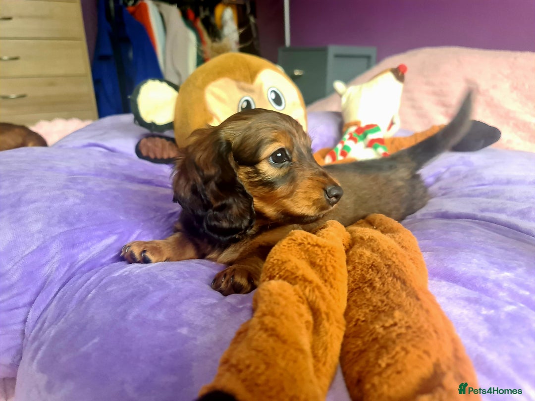 Dachshund dogs for sale: Last one beautiful long-haired dachshunds girl 😍 - Image 5