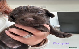 Cocker Spaniel dogs for sale: Chocolate Cocker Spaniel’s  in Crook - Image 2