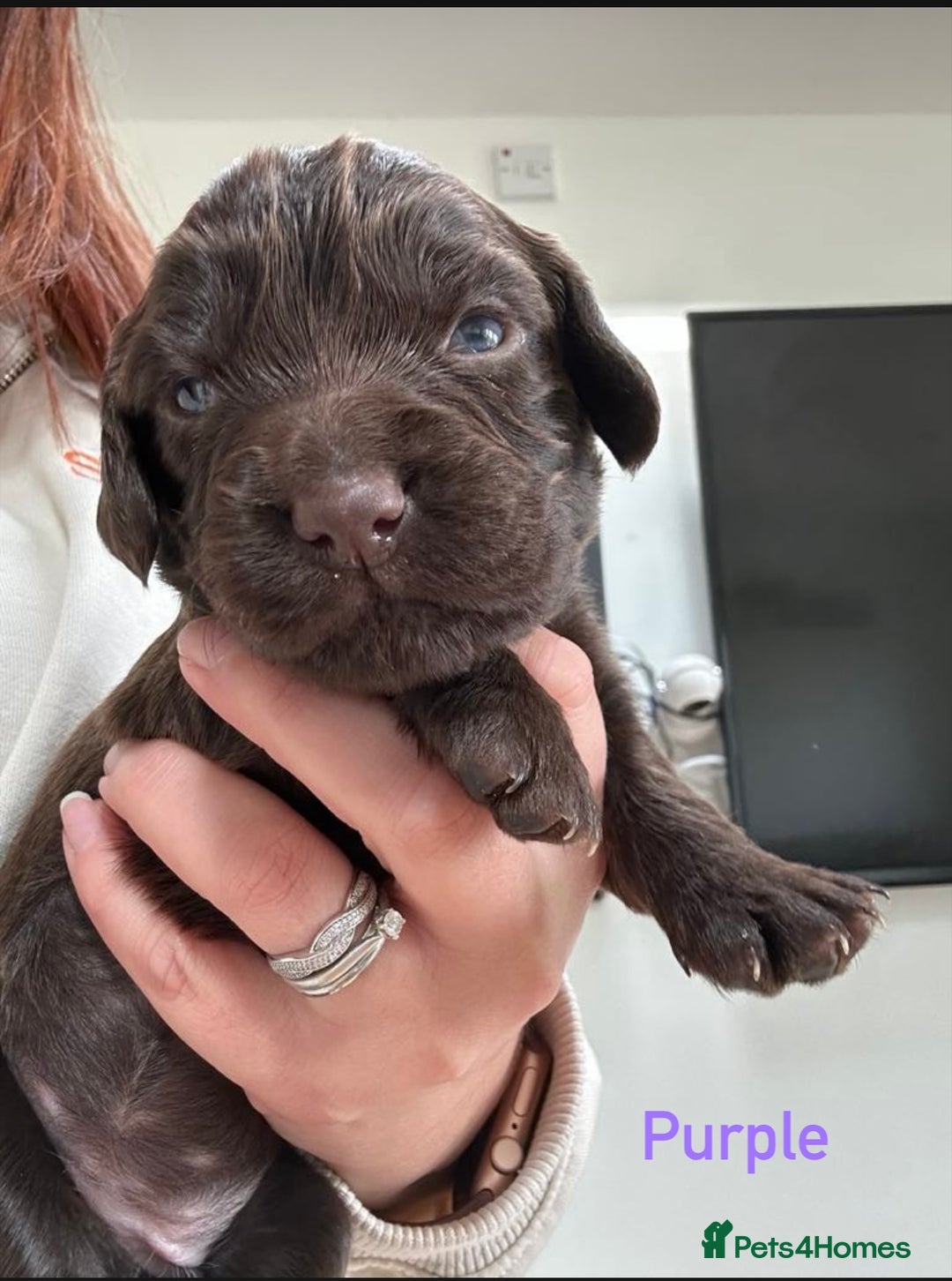 Cocker Spaniel dogs for sale: Chocolate Cocker Spaniel’s  in Crook - Image 2