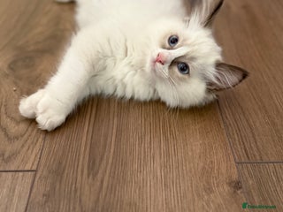 Ragdoll cats - Advert 26