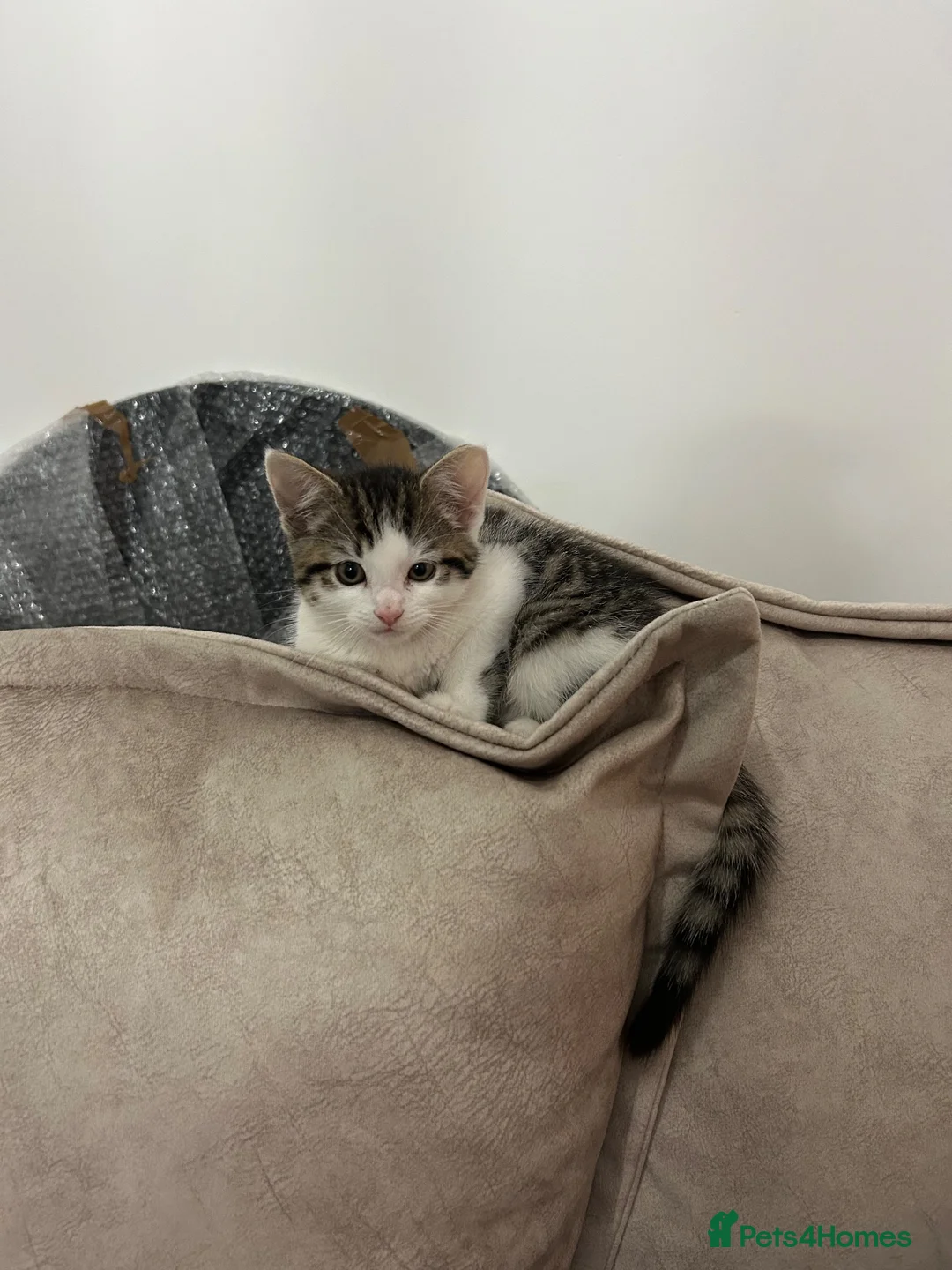 Domestic Shorthair cats for sale: Percy  in Hull - Advert 2