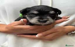 Miniature Schnauzer dogs for sale: Superb mini schnauzer, extensively health tested - Image 13