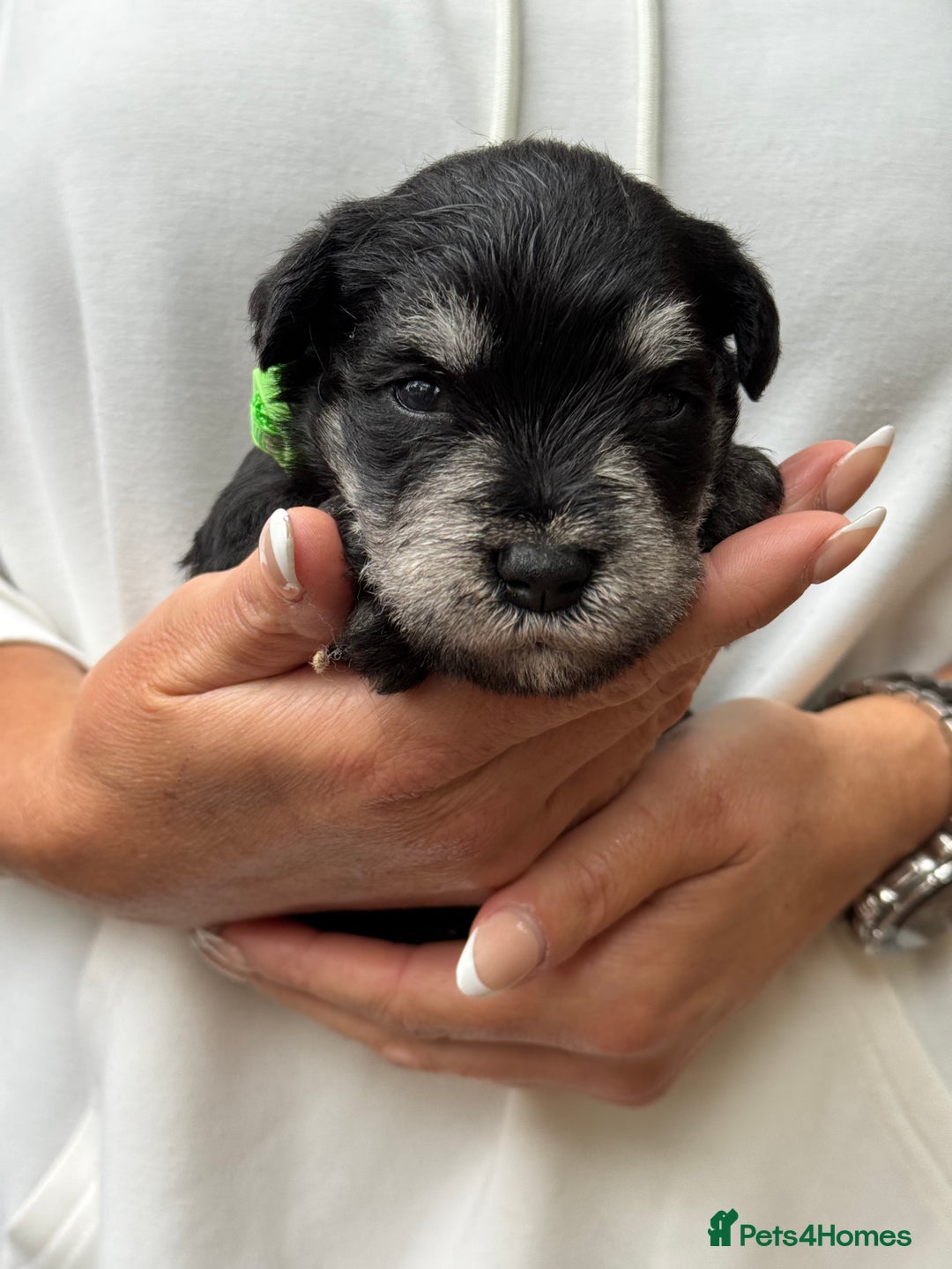 Miniature Schnauzer dogs for sale: Superb mini schnauzer, extensively health tested - Image 13