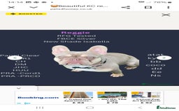 French Bulldog dogs for sale:  KC.French bulldog girl new shade isabella  - Image 11