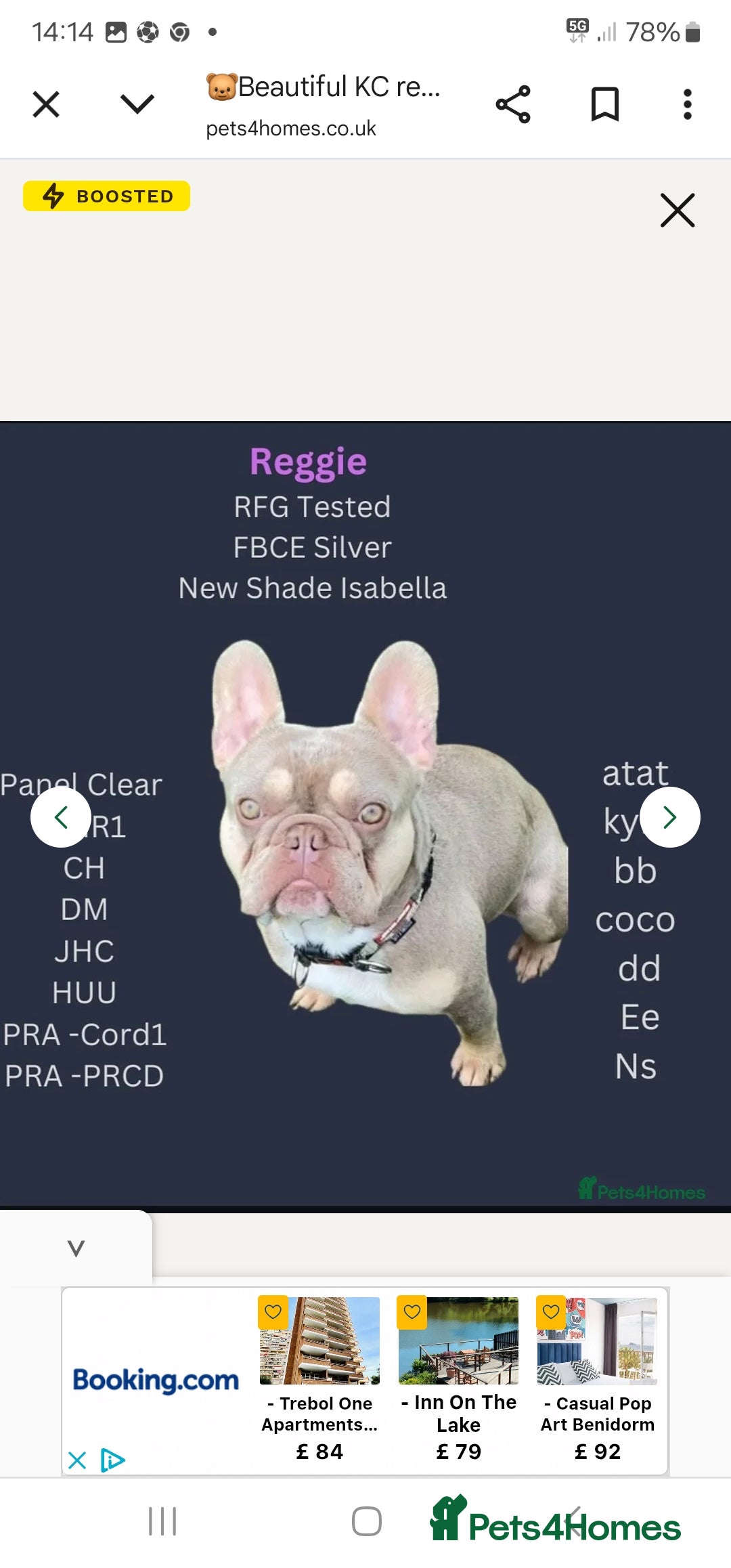 French Bulldog dogs for sale:  KC.French bulldog girl new shade isabella  - Image 11