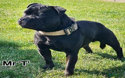Staffordshire Bull Terrier dogs for stud: Mr T Champion sired Stud Blue gene 🧬 - Image 7