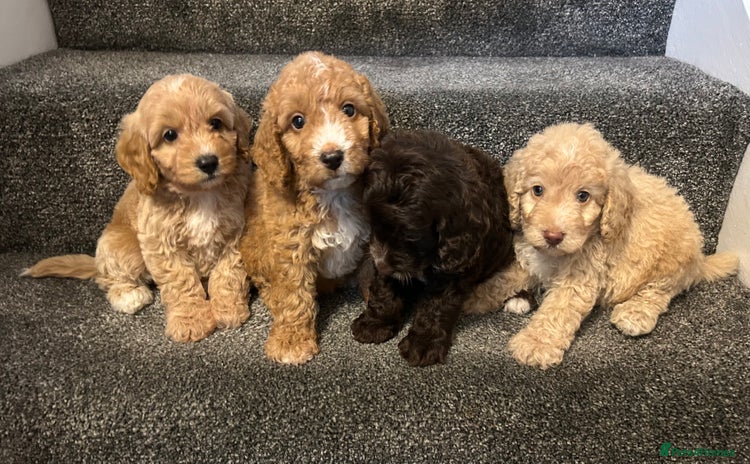 Cockapoo dogs - Advert 1