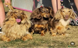 Miniature Dachshund dogs for sale: 🐶 Beautiful Longhaired miniature dachshund pups  - Image 16