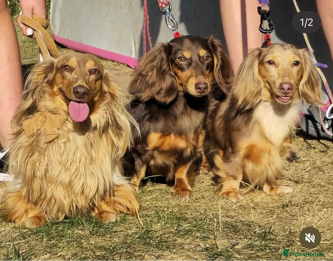 Miniature Dachshund dogs for sale: 🐶 Beautiful Longhaired miniature dachshund pups  - Image 16