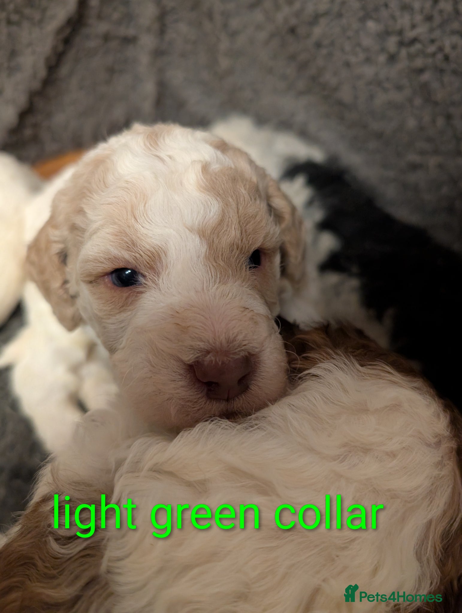 Poodle dogs Lovely Lads - Advert 2