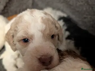 Poodle dogs Lovely Lads - Advert 6