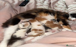 British Longhair cats for sale: 4 beautiful fluffy kittens  - Image 5